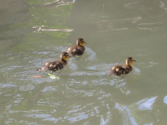 After the Alamo, we strolled down the Riverwalk which was really, really nice.  I kept trying to take pictures of the ducklings, but in most of my pictures they are zipping out of the frame -- this was my best attempt.